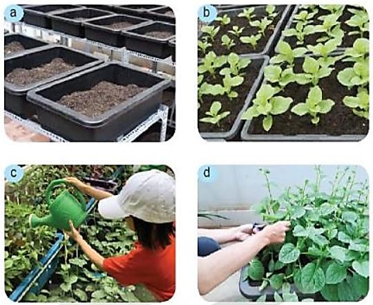 Công nghệ 7 Kết nối tri thức Bài 6: Dự án trồng rau an toàn