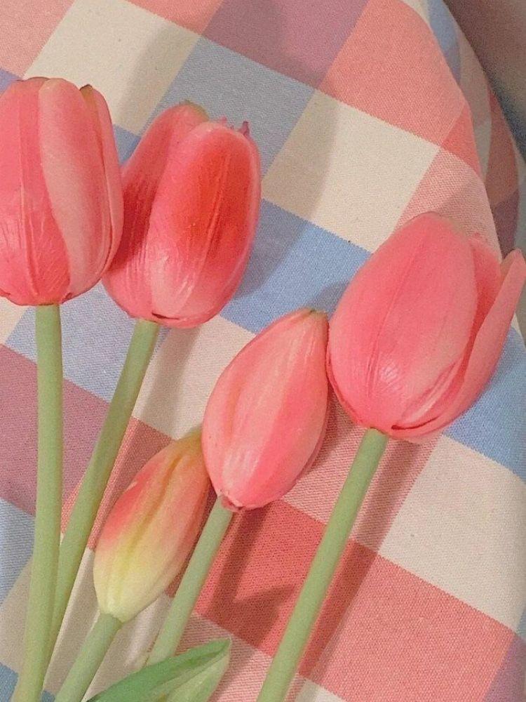 Hình nền hoa Tulip cho điện thoại