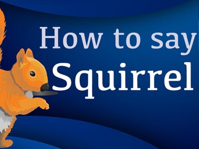 Con Sóc tiếng Anh là gì?