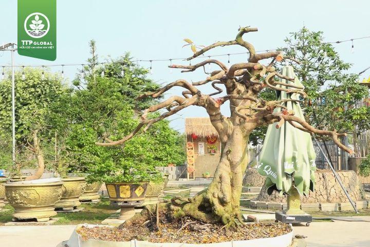 Cách xả tàn mai sau Tết: Hướng dẫn chi tiết