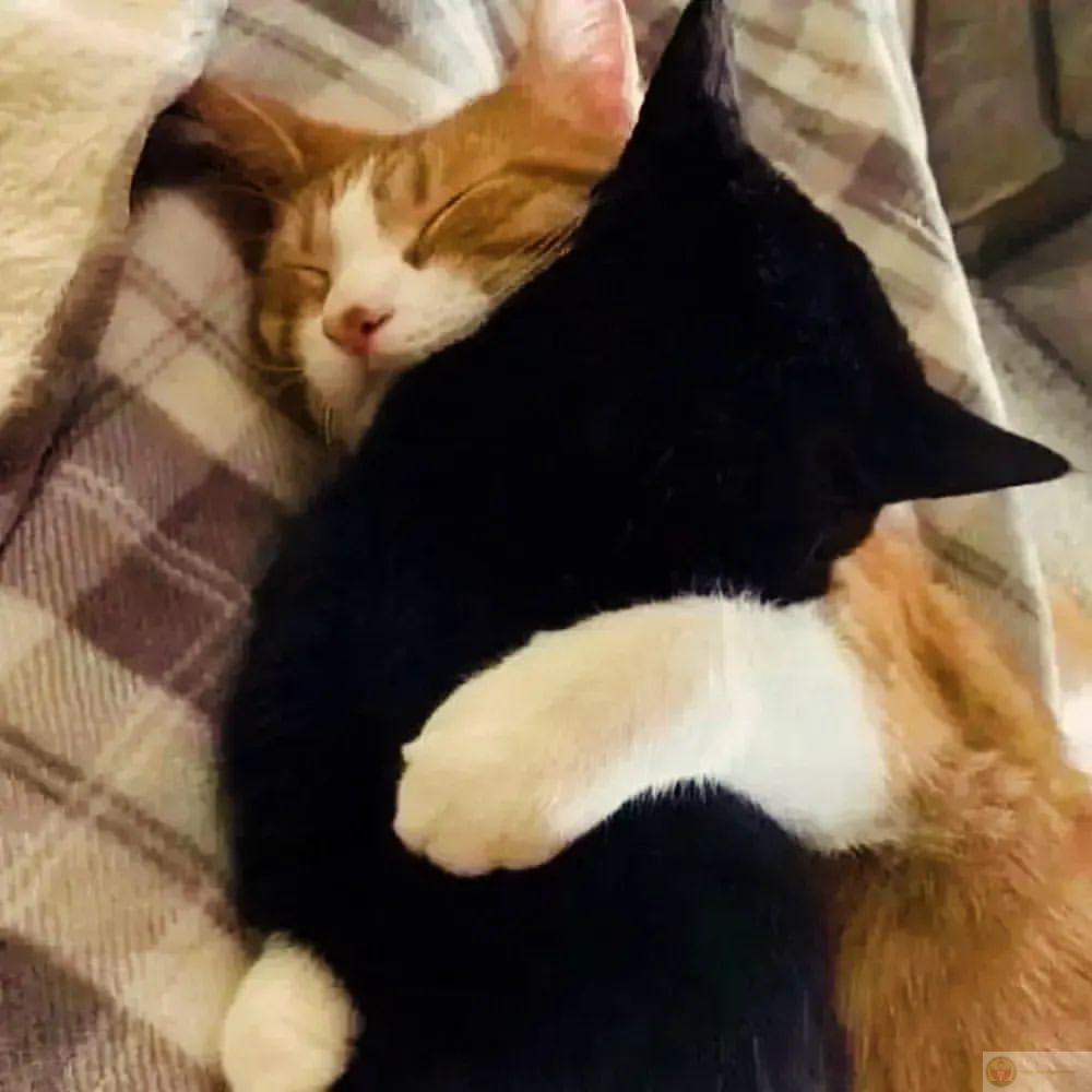 Meme ôm nhau an ủi, ảnh chế cute khiến bạn muốn ôm ngay