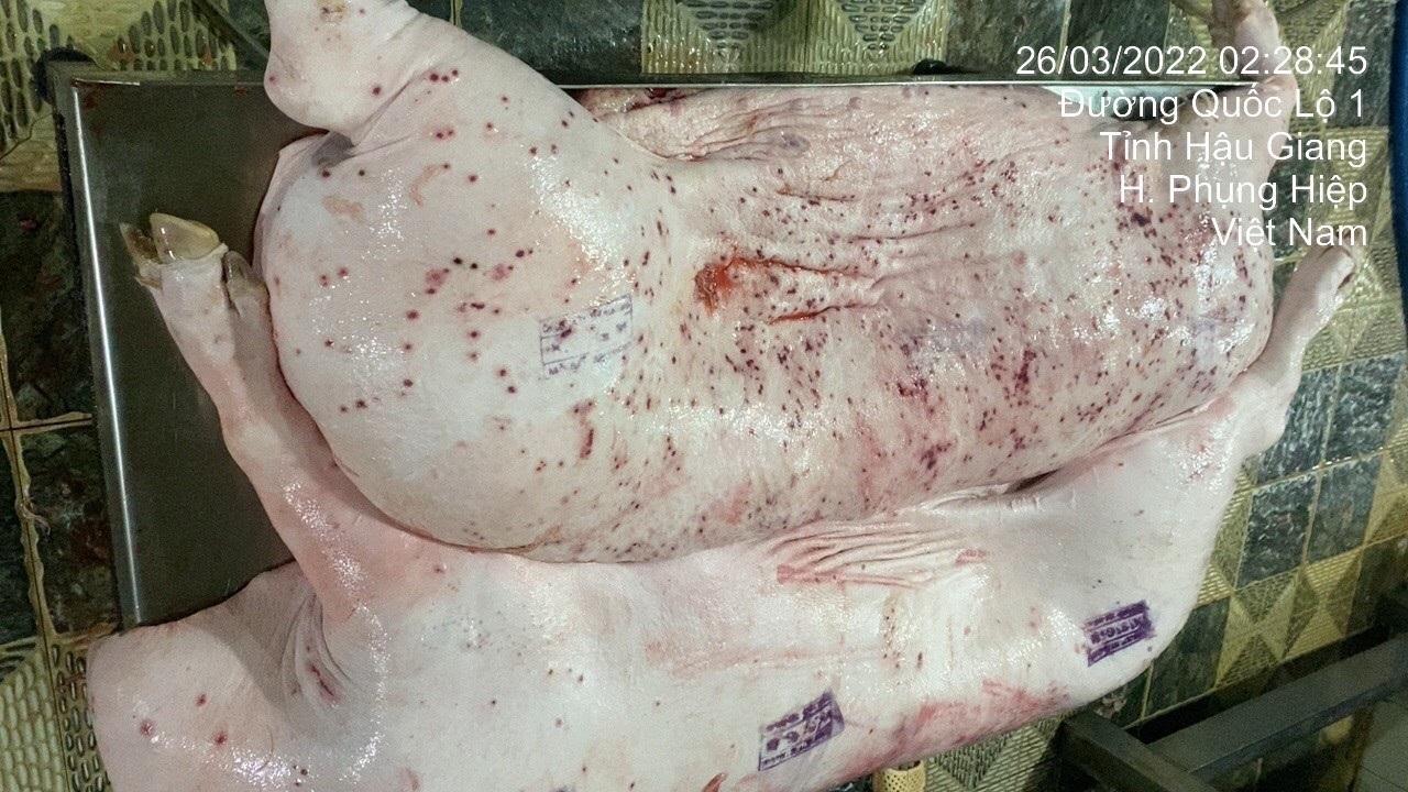 Xôn xao thông tin, hình ảnh heo bệnh bị tố bán ra thị trường ở Sóc Trăng