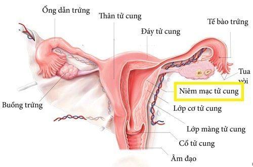 Niêm mạc tử cung ảnh hưởng tới khả năng mang thai thế nào?