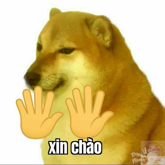 Meme xin chào: 130+ ảnh hello, “em chào đại ca” bá đạo