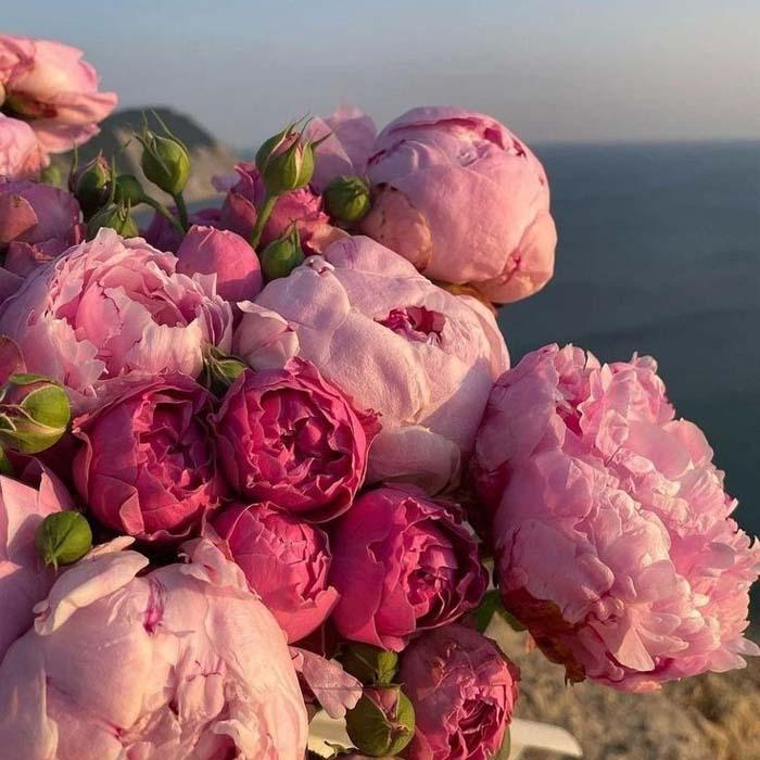 TOP 999 mẫu avatar hoa đẹp và ý nghĩa nhất cho mạng xã hội