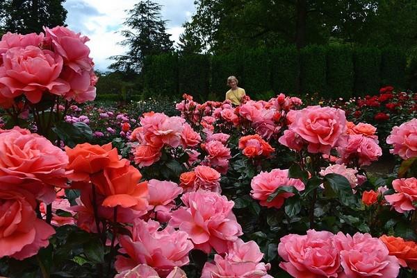 Tả cây hoa hồng lớp 4 Hay Nhất (27 mẫu)