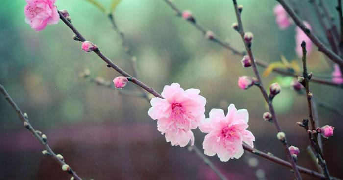 Văn mẫu lớp 9: Cảm nhận của em về bài thơ Mùa xuân nho nhỏ của Thanh Hải (Sơ đồ tư duy)                                   3 Dàn ý & 17 bài văn mẫu hay nhất lớp 9