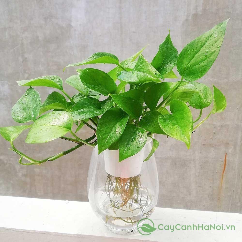 Lợi ích của cây cảnh trang trí lớp học chào mừng năm học mới