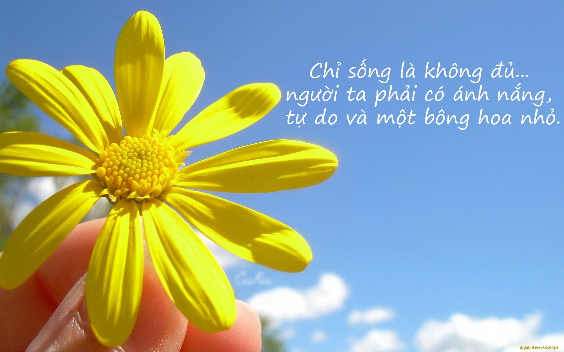 58+ Caption, status, câu thơ thả thính về hoa lãng mạn, ngọt ngào