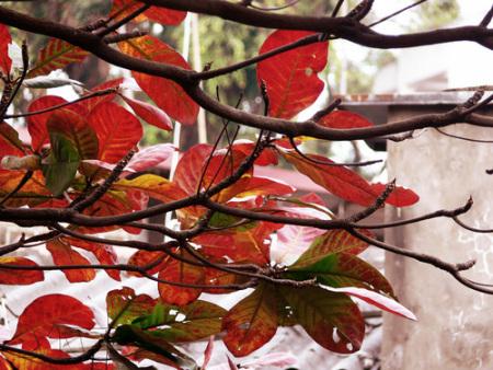 Trần Thị Nguyệt Mai