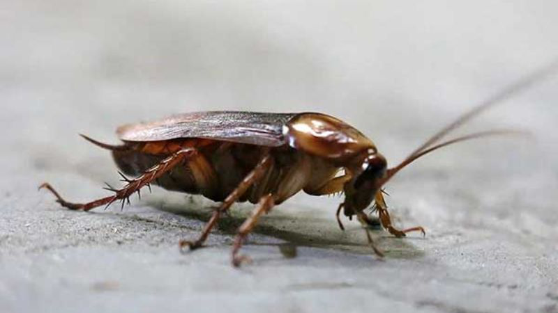 Những tác hại của gián đối với con người mà bạn cần biết