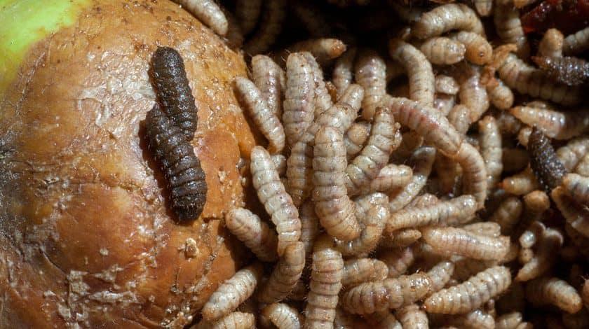 Con dòi là con gì? Giòi sống được bao lâu? Vòng đời của ruồi