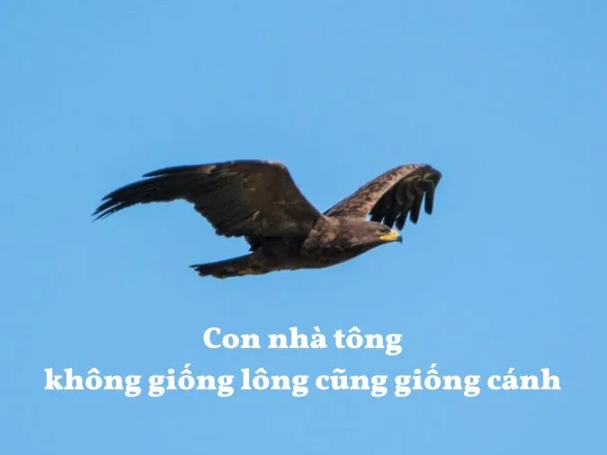 Giải thích ý nghĩa tục ngữ 'Con nhà tông không giống lông cũng giống cánh'
