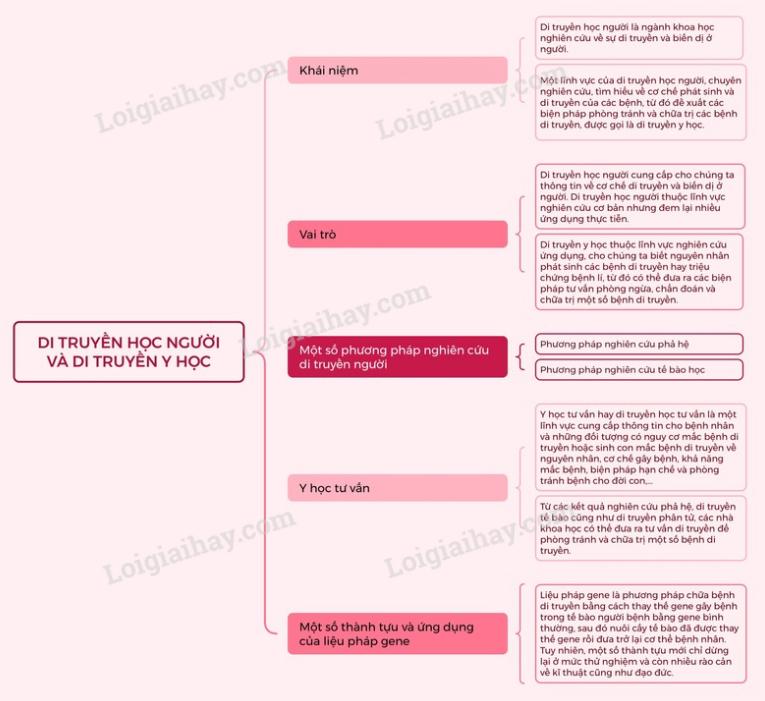 Lý thuyết Di truyền học người và di truyền y học - Sinh 12 Kết nối tri thức