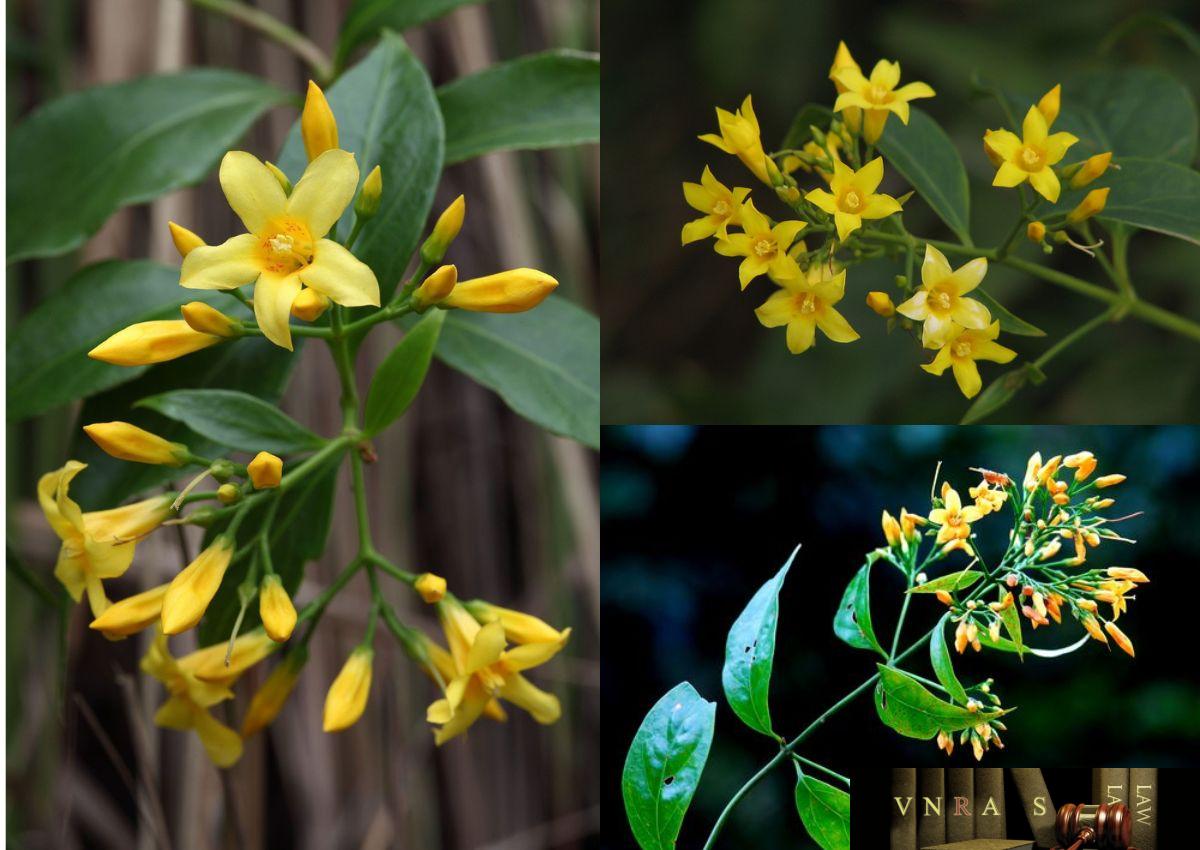 Cây Lá Ngón (Đoạn Trường Thảo) – Những cây thuốc và vị thuốc Việt Nam – Đỗ Tất Lợi