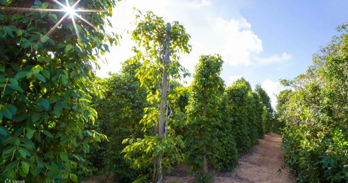 Cây hồ tiêu được trồng chủ yếu ở vùng nào tại Việt Nam?