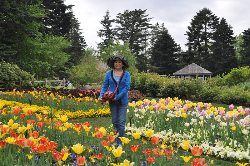 New York: Hình ảnh Vườn Hoa Tulip | Nước Mỹ nơi tôi đang sống