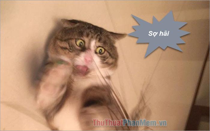 Tuyển tập những meme sợ hãi hài hước đỉnh cao, đem lại tiếng cười thư giãn