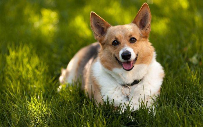 Hình ảnh chó Corgi con: Vẻ đáng yêu và những điều cần biết