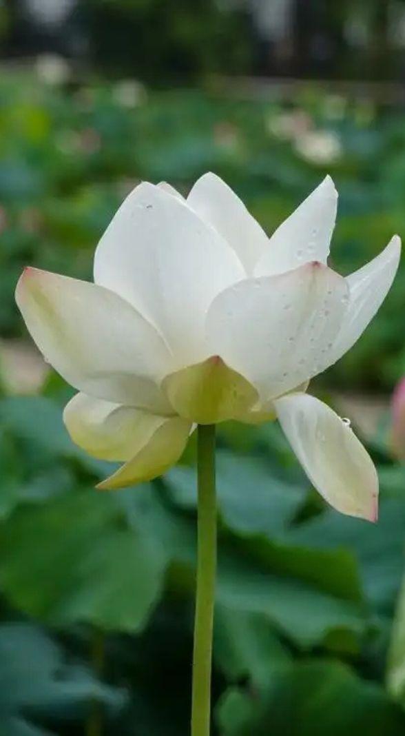 299+ Hình nền hoa sen 4K 8K full HD TUYỆT ĐẸP, chất lượng