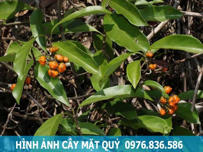 Hình nền mặt quỷ: bộ sưu tập 4K cho mọi thiết bị