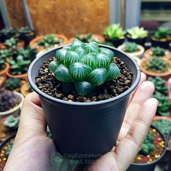 Cây Sen Đá Kim Cương