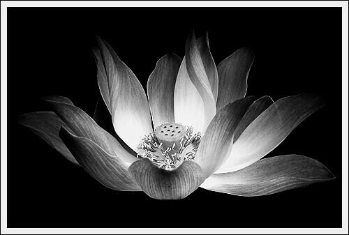 100+ Hình Ảnh Hoa Sen Đen Trắng Tinh Khiết Mới Nhất