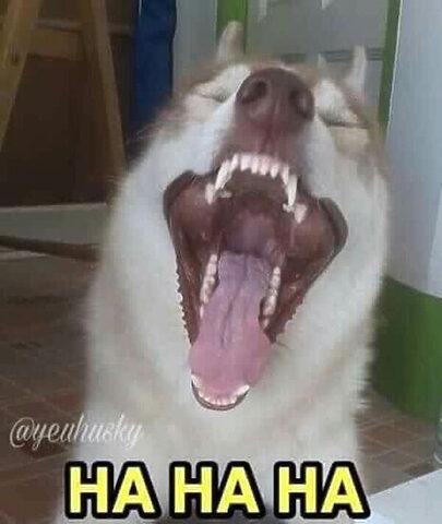 Ảnh Chế Chó Hài Hước: Khám Phá Thế Giới Meme Độc Đáo Của Cún Cưng