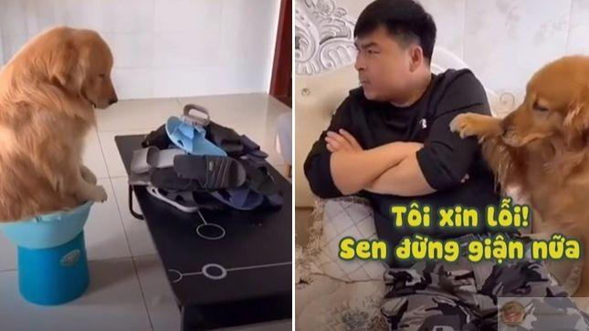 Full ảnh meme xin lỗi cute hài hước – Sorry năn nỉ bé yêu