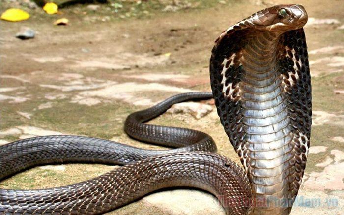 Giấc mơ thấy rắn hổ mang là điềm gì? Có bao nhiêu? Tốt hay xấu?