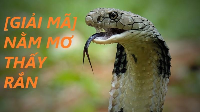 Mơ thấy rắn là điềm gì? tốt hay xấu, đánh con nào?