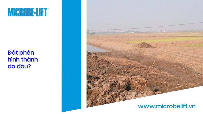 Đất phèn là gì? Cách cải tạo đất phèn an toàn và hiệu quả nhất cho trồng trọt và nuôi tôm