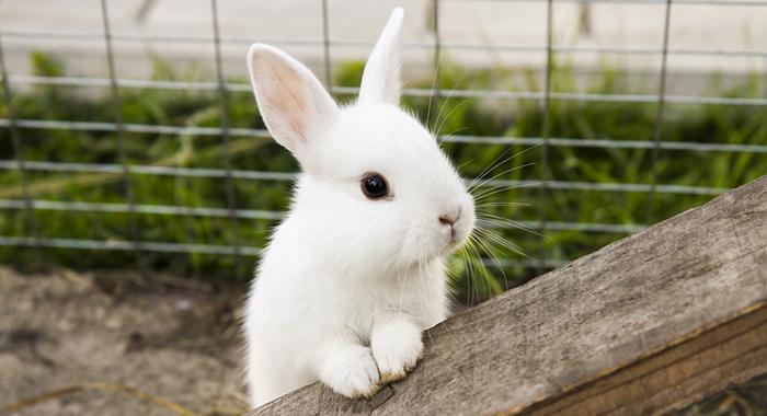 Viết bài văn phân tích đặc điểm nhân vật trong truyện ngụ ngôn Rùa và Thỏ lớp 7