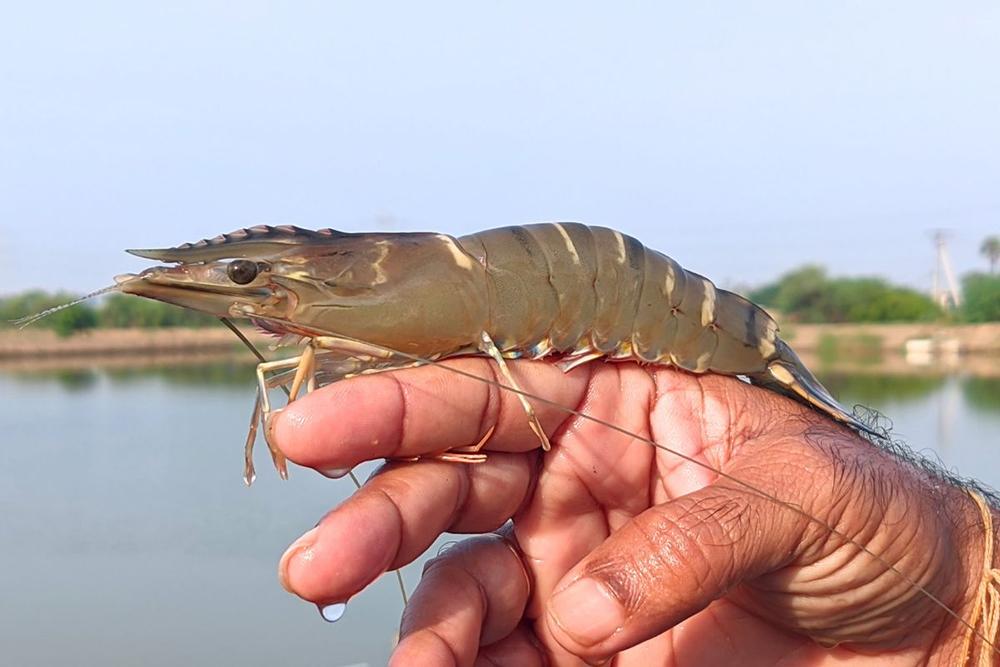 Kỹ thuật nuôi tôm sú quảng canh cải tiến hiệu quả – Tăng năng suất gấp đôi