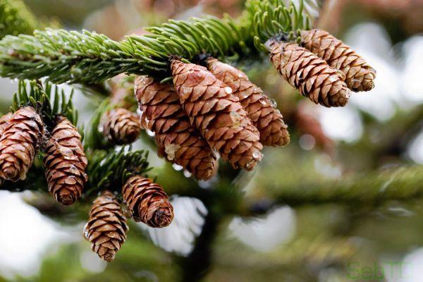 Chất thơ trong “Lẵng quả thông” | Quả thông