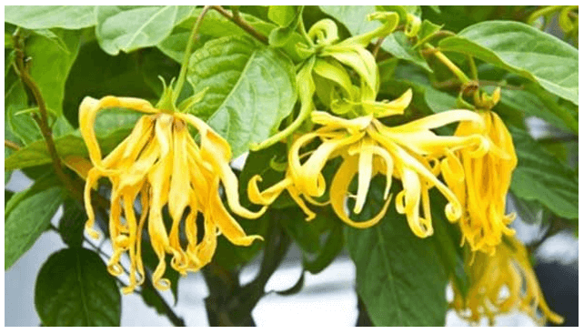 Soạn bài Dưới bóng Hoàng Lan (trang 14) - Chân trời sáng tạo