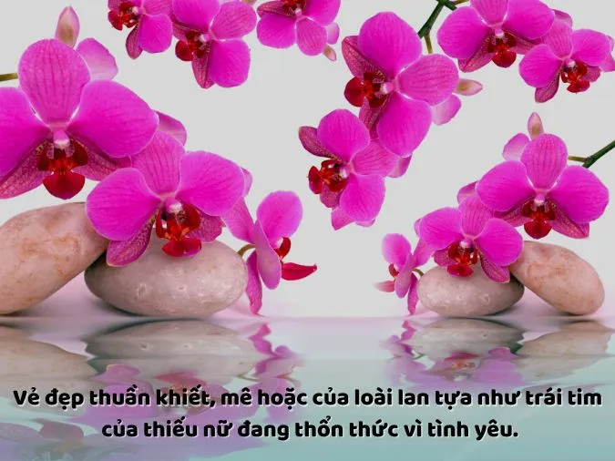 50 stt về hoa lan, câu nói hay về hoa lan, cap hay nói về hoa lan hài hước, thú vị