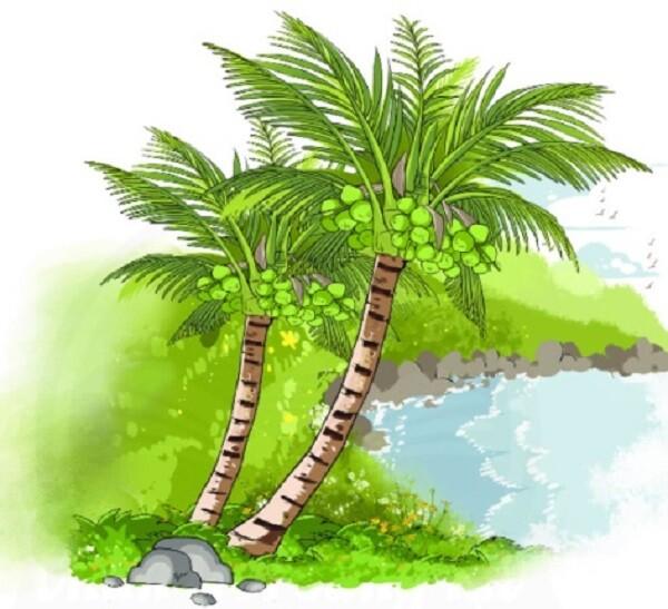 Truyện cổ tích: Sự tích cây dừa