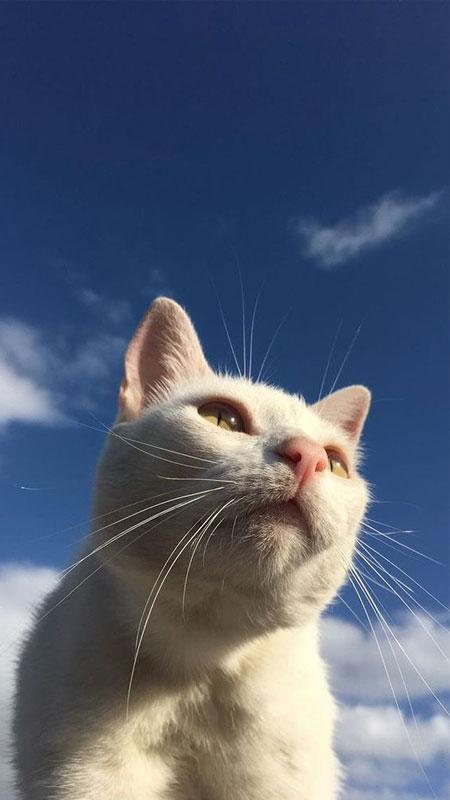 Hình ảnh ảnh mèo ngầu với biểu cảm tự tin