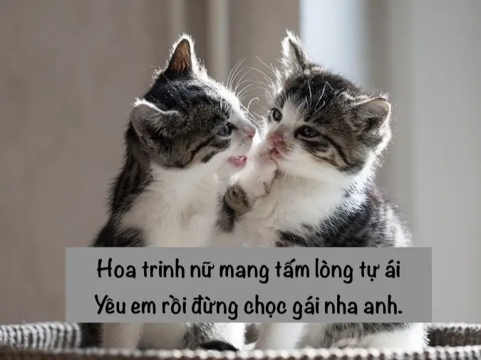 1001 bài thơ chế hay ngắn gọn hài hước làm bạn "cười vỡ bụng"