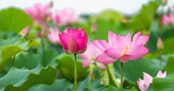 Thơ về hoa sen, câu nói về hoa sen hay và ý nghĩa