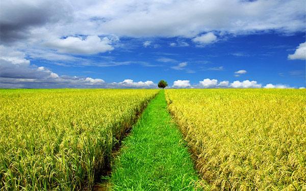 Tả cánh đồng lúa chín lớp 5 Hay Nhất