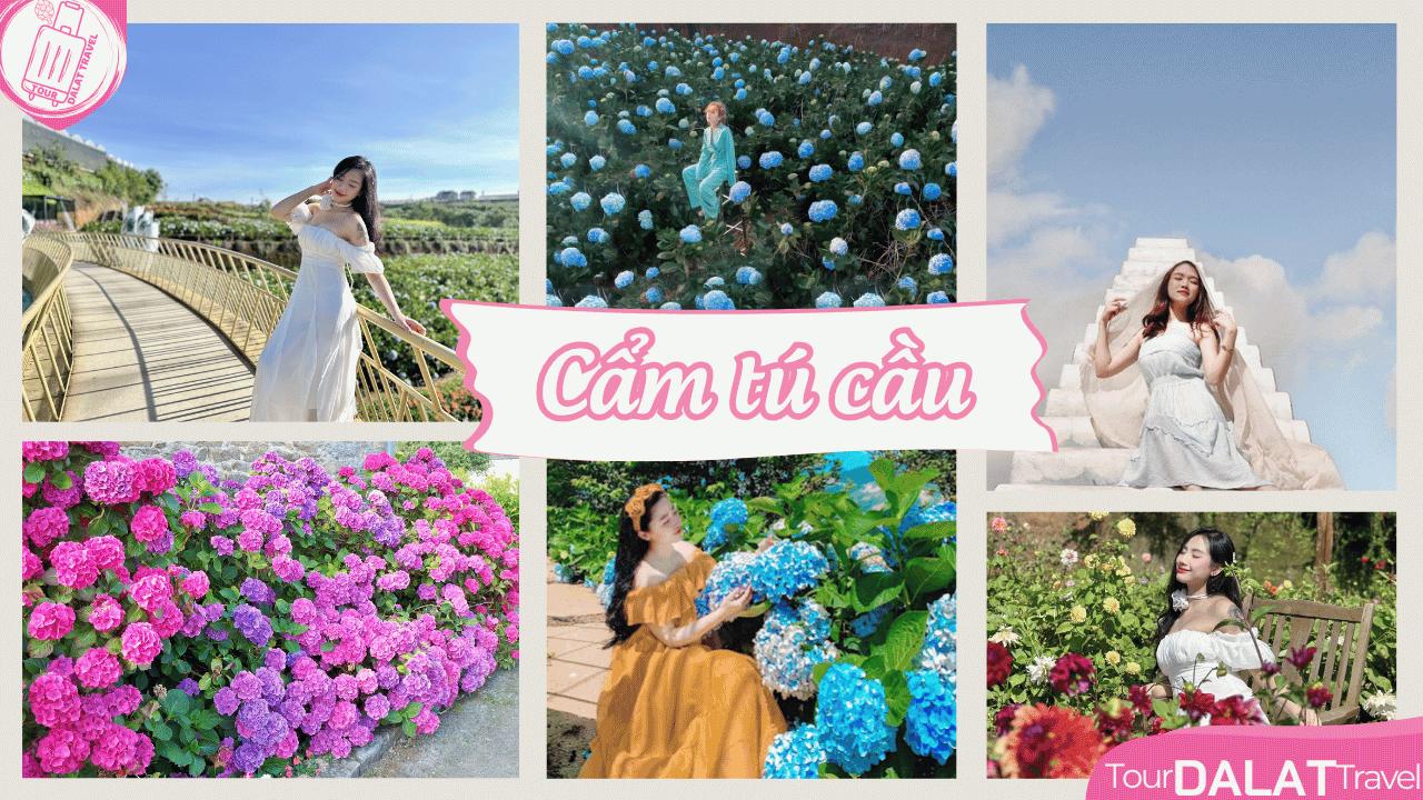 Catuka – Cánh Đồng Hoa Cẩm Tú Cầu Lớn Nhất Đà Lạt