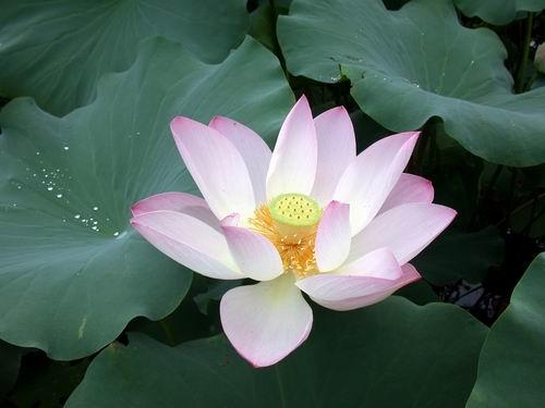 ÔNG LÃO LANG THANG VÀ 200 BÀI THƠ VỀ HOA SEN | Dieu Tam's space