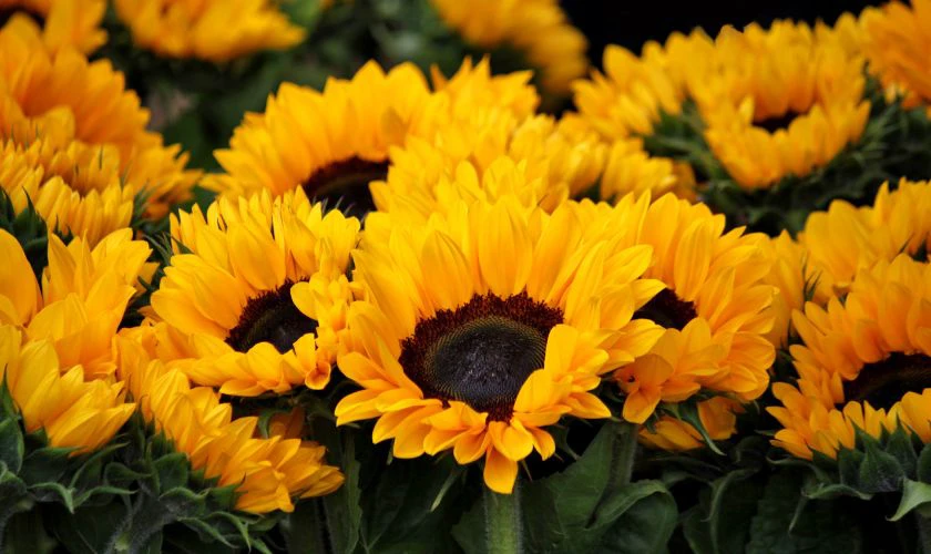 Bài thuyết trình về cắm hoa hướng dương 8/3 đoạt giải cao