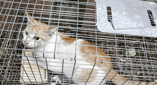 Cách Bắt Mèo Hoang An Toàn Cho Mèo, An Tâm Cho Bạn