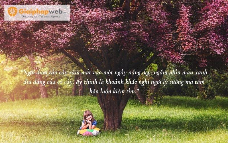 104+ những câu nói hay về thiên nhiên cực cuốn hút