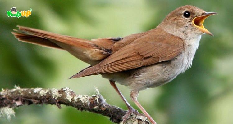 Con chim tiếng anh là gì? Những từ vựng về chim trong tiếng anh dành cho bé học