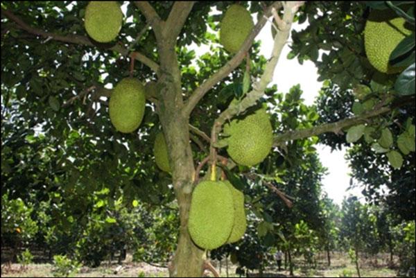 Lập dàn ý cho bài văn tả cây ăn quả lớp 4