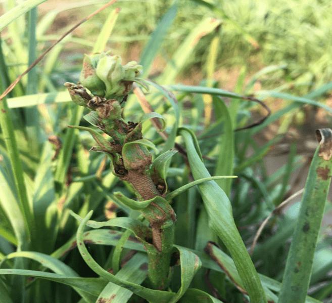 Tuyến trùng gây hại cây trồng – Nhận Biết Và Biện Pháp Phòng Trừ (P1)